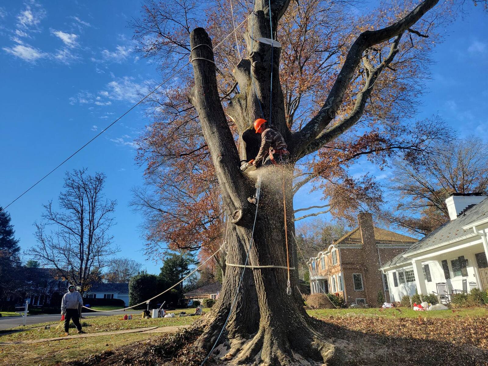 Potomac Home Services climber taking down a large oak in McLean