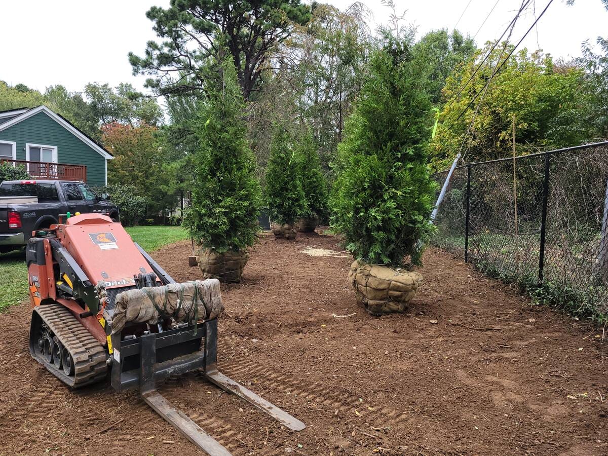 Rows of new arborvitae ready for planting