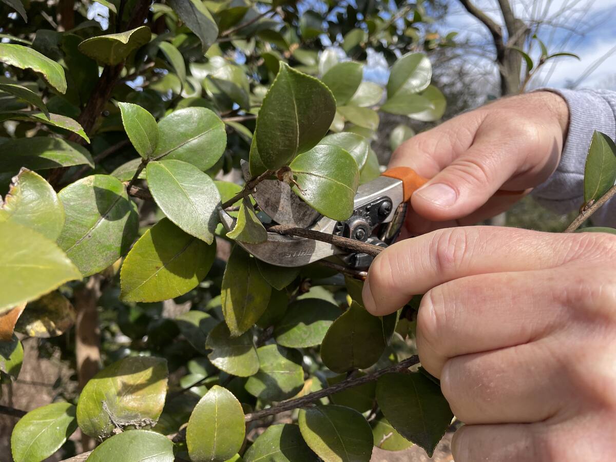 Hand pruning with professional secateurs