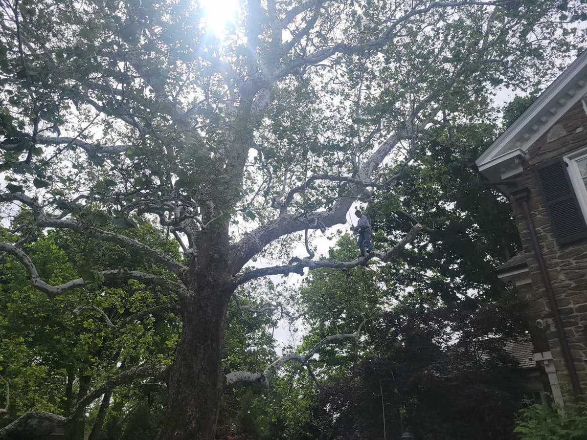 Professional tree pruning and maintenance services