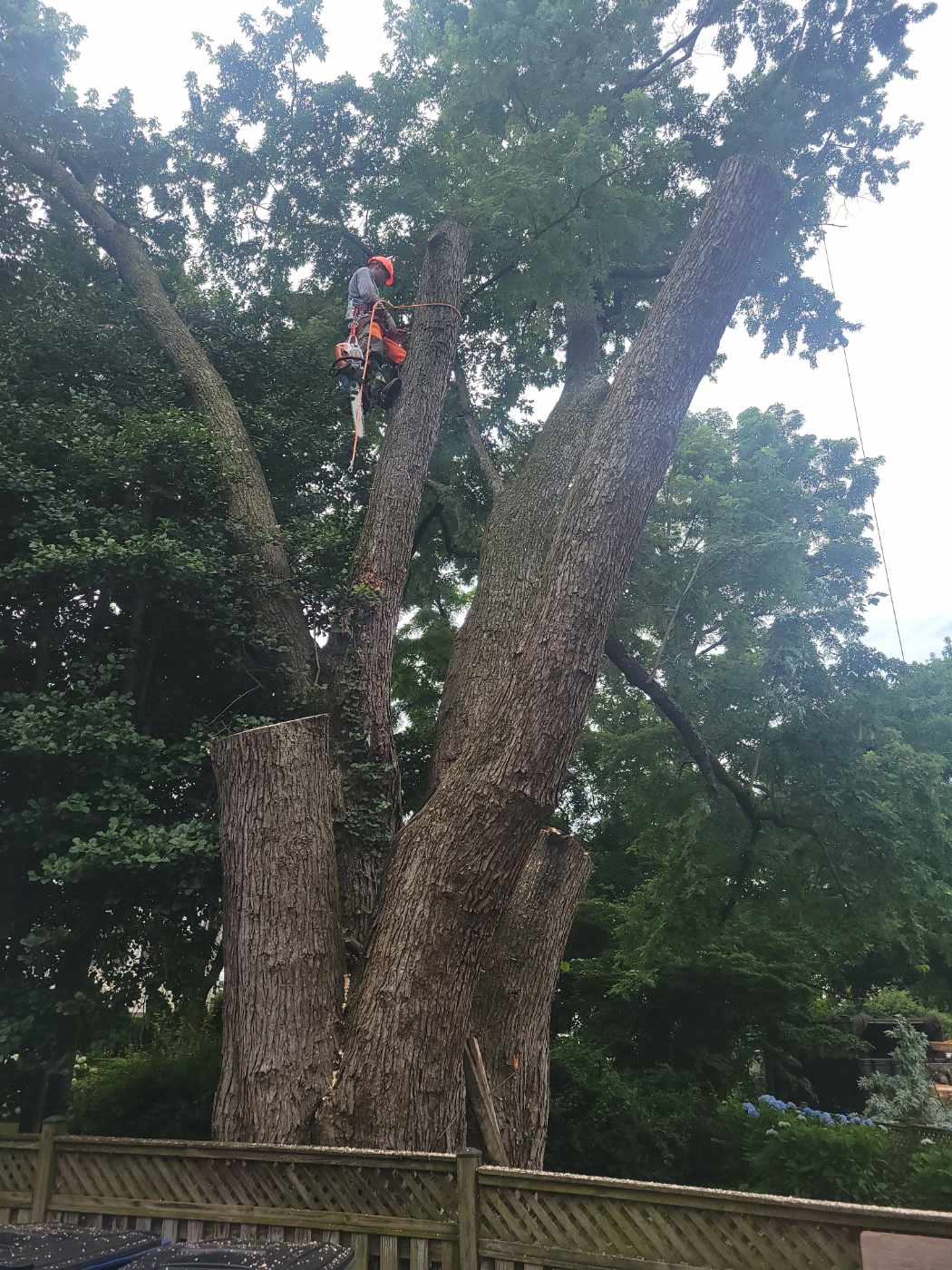 Safe and efficient tree removal services